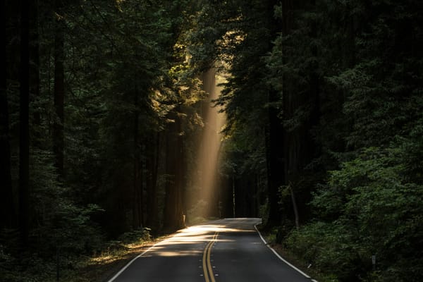 A road weaves through a forest. Through the trees, sun beams shine onto the road surface.